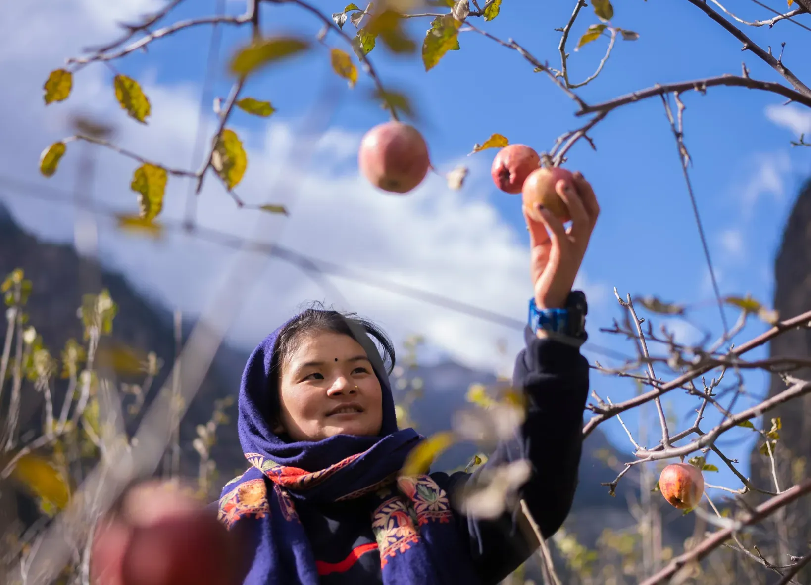 A local woman reaching up to pick an apple from the tree