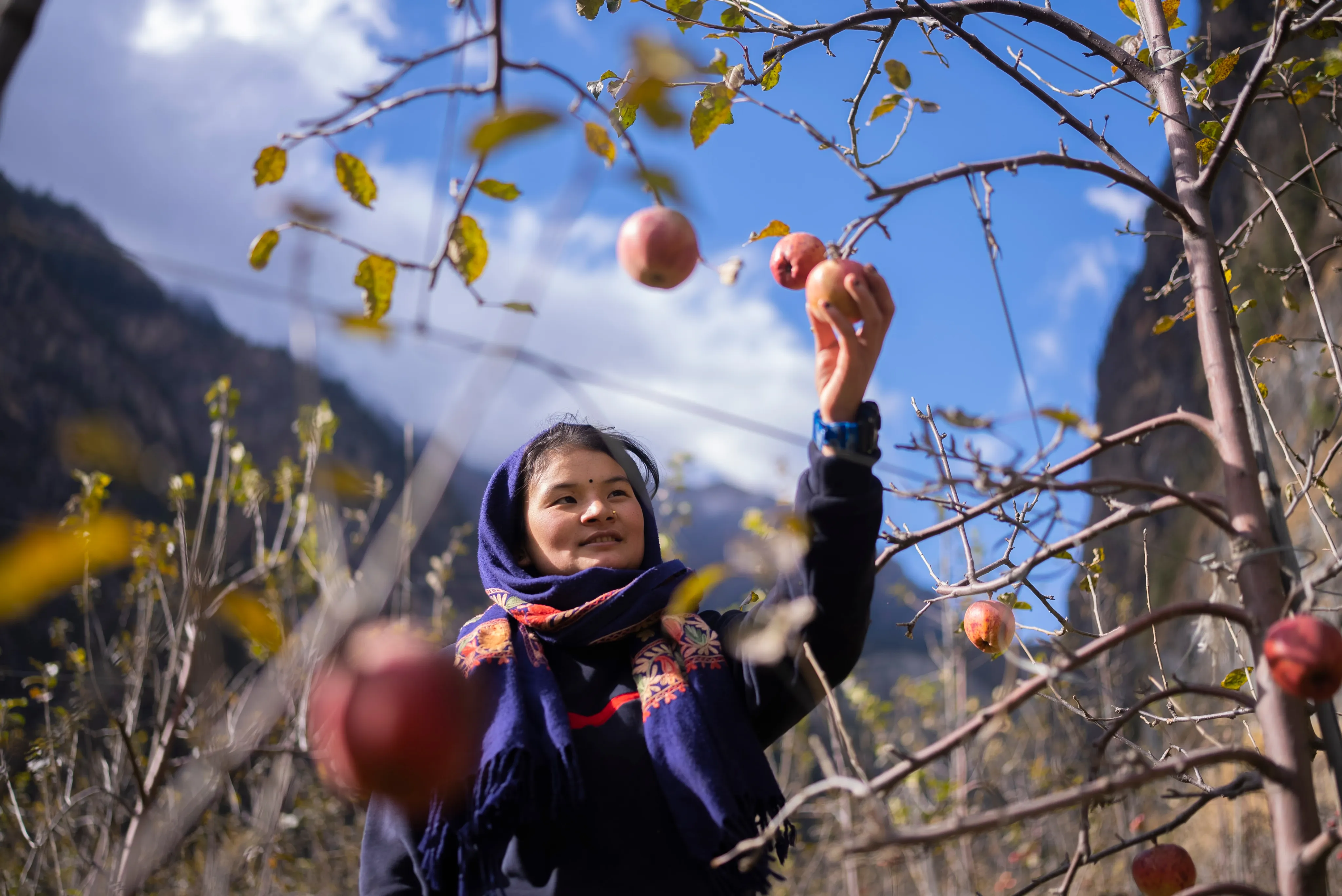 A local woman reaching up to pick an apple from the tree in the Manang orchard